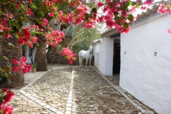 Tarifabeachhouses-Surfer's-Cottage-Andalusian-Farmhouse-Tarifa-07