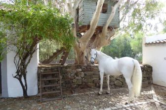 Tarifabeachhouses-property--Andalusian-Farmhouse-Tarifa-20