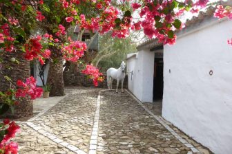 Tarifabeachhouses-property--Surfers-Cottage-Andalusian-Farmhouse-Tarifa-07